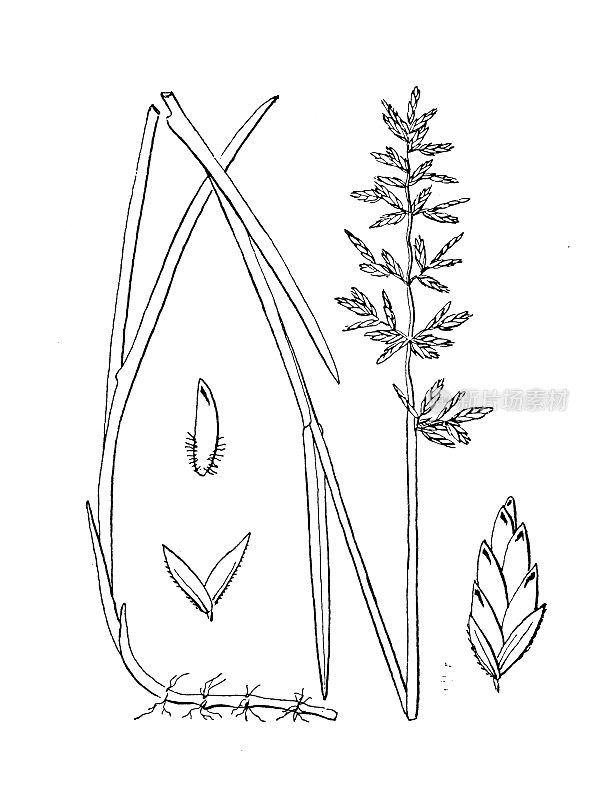古植物学植物插图:Poa compressa，英国蓝草